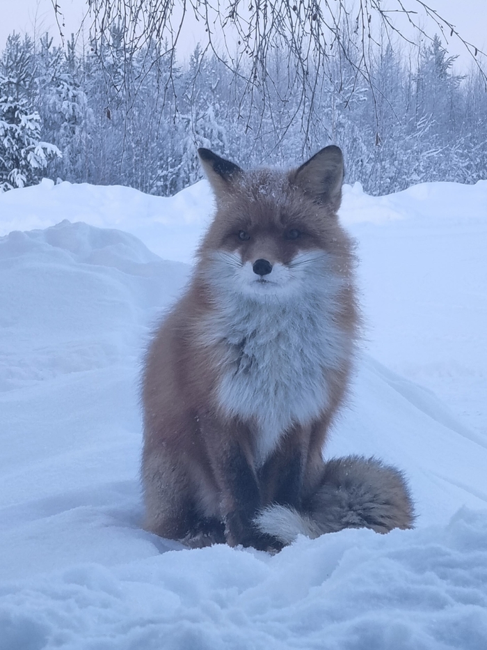 Рыжая гостья