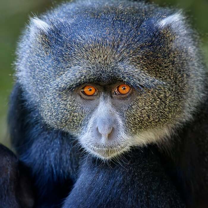 Голубая мартышка