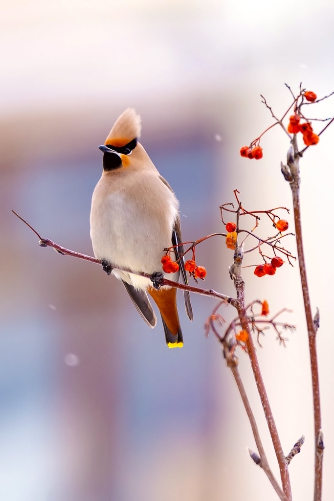 Свиристель на ветке рябины