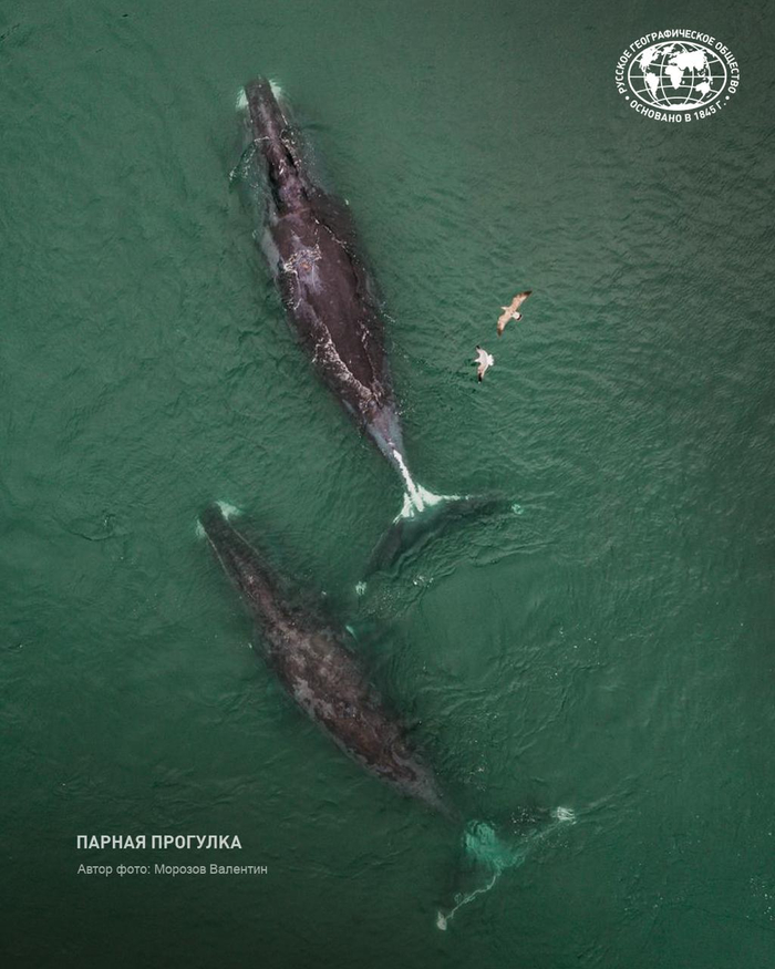 Фото: Морозов Валентин, участник фотоконкурса «Самая красивая страна» <a href="https://pikabu.ru/story/myi_s_tamaroy_khodim_paroy_13550369?u=https%3A%2F%2Ft.me%2Frgo1845%2F17804&t=%D0%BE%D1%82%D1%81%D1%8E%D0%B4%D0%B0&h=4d10cb2d1d62cb4099025d4cbbfb06bfc6db2a27" title="https://t.me/rgo1845/17804" target="_blank" rel="nofollow noopener">отсюда</a>