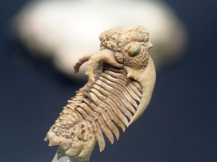 Он жил в древнем море примерно 450 млн лет назад, ещё до динозавров.