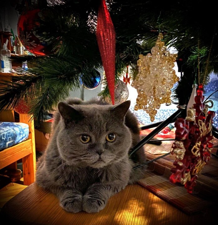 ���������� ������������� ���������