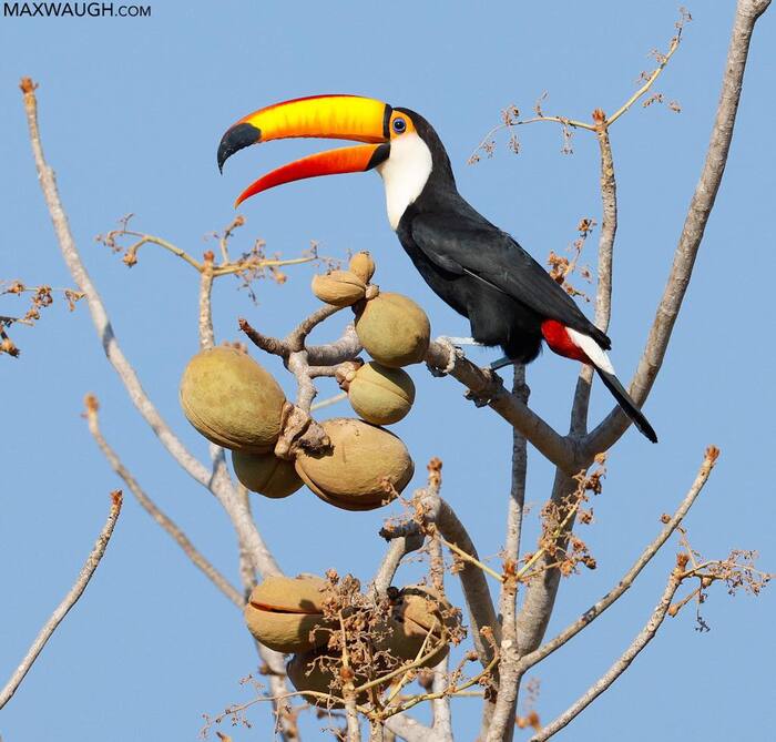 ������� �����