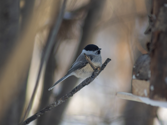 �������🐥📸