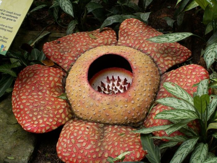 ����� ������ - "������", ��� ��� �����.