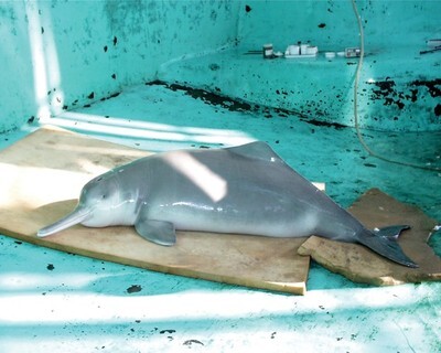 ��������� ������ �������(�������,���������� �� ���������,���� ����������� � ����� ������������)