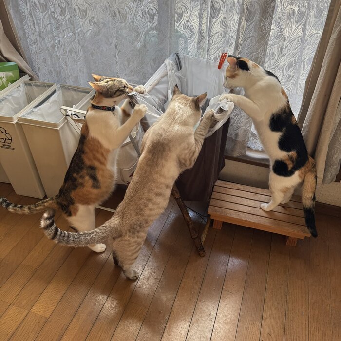 <!--noindex--><a href="https://pikabu.ru/story/kotnadzor_13553967?u=https%3A%2F%2Fx.com%2Fi%2Fstatus%2F2006199252020760922&t=https%3A%2F%2Fx.com%2Fi%2Fstatus%2F2006199252020760922&h=8e29f676751f784bbb9a1399d000702bd8ddeff8" title="https://x.com/i/status/2006199252020760922" target="_blank" rel="nofollow noopener">https://x.com/i/status/2006199252020760922</a><!--/noindex-->