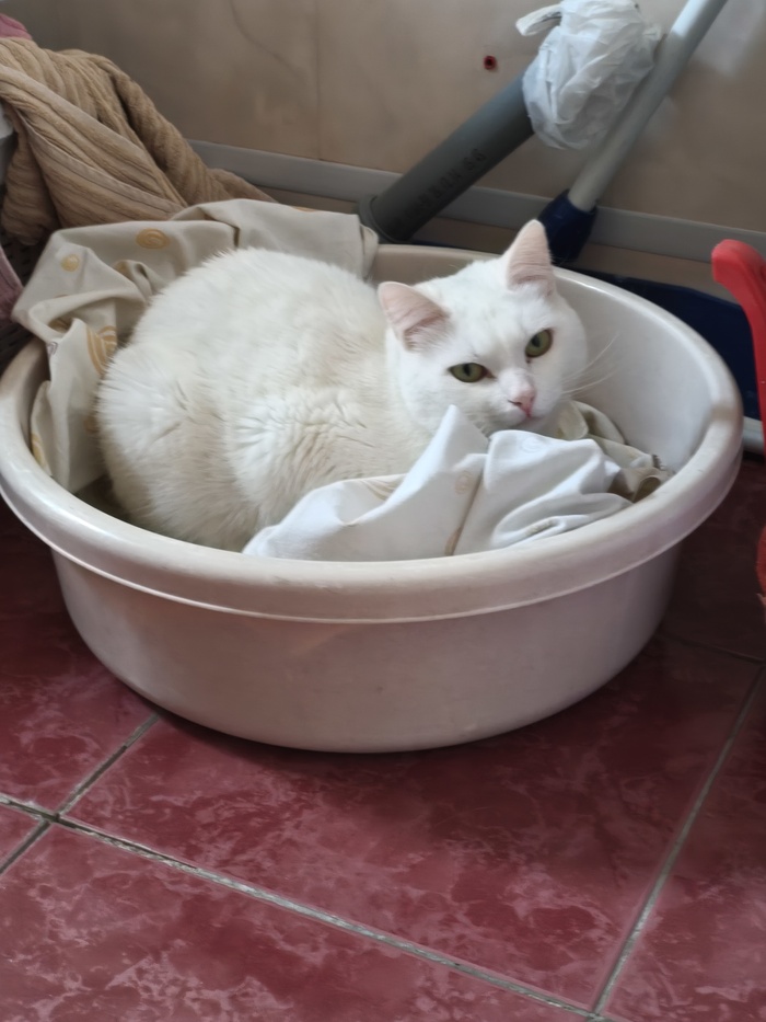 А вот в тазу с бельем очень даже ничего!