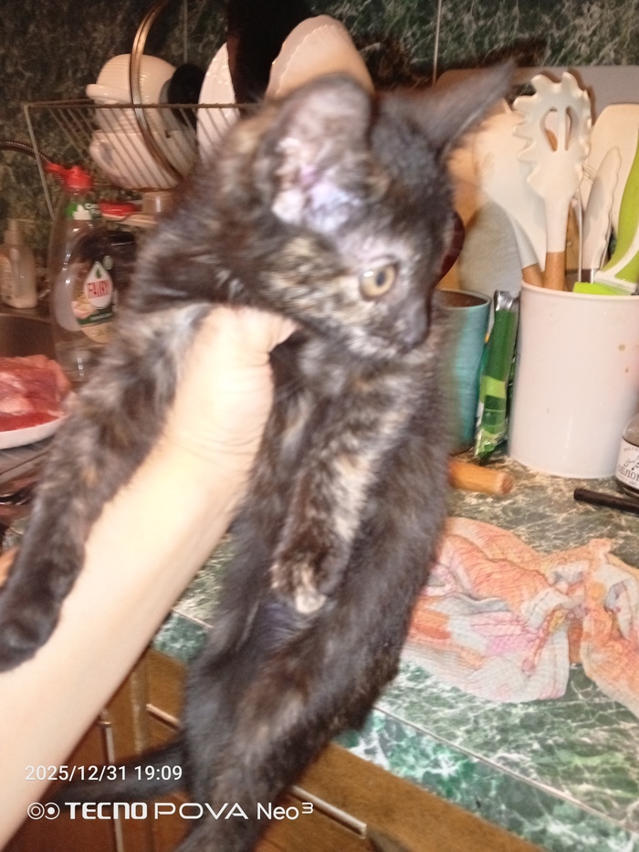 ��������, ���������.