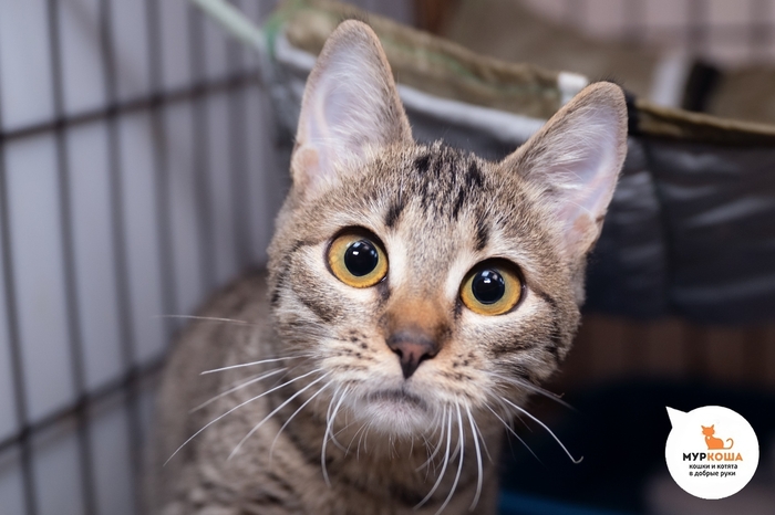 ������-������� ������, 8 �������, ��������.