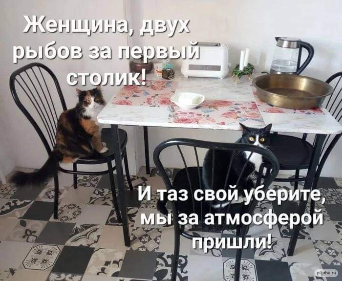 КОТастрофа!