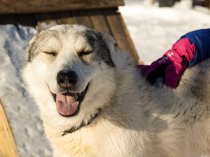 Нансен очень рад почесушкам😄🐺