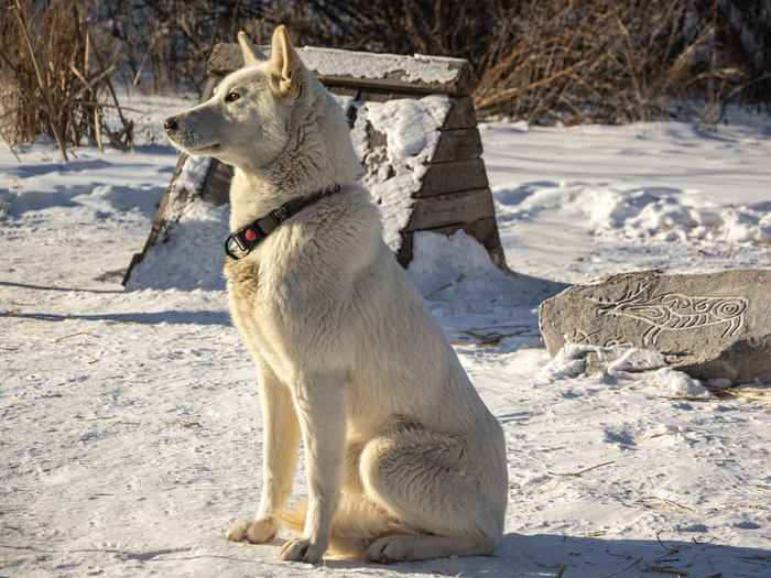 А это изящная Ригма🐺
