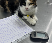 ����� � �������� ��������