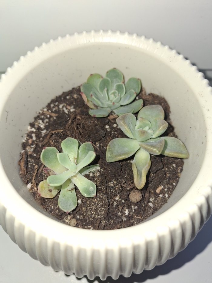 Желтеют нижние листики у эхеверии