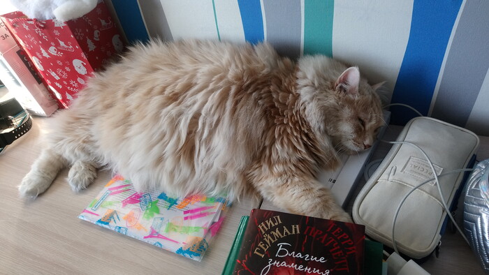 Новогодний кот