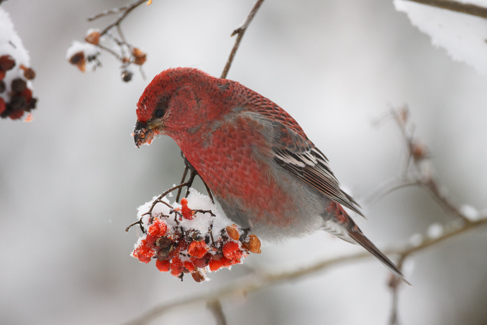 ��� (Pinicola enucleator), �����