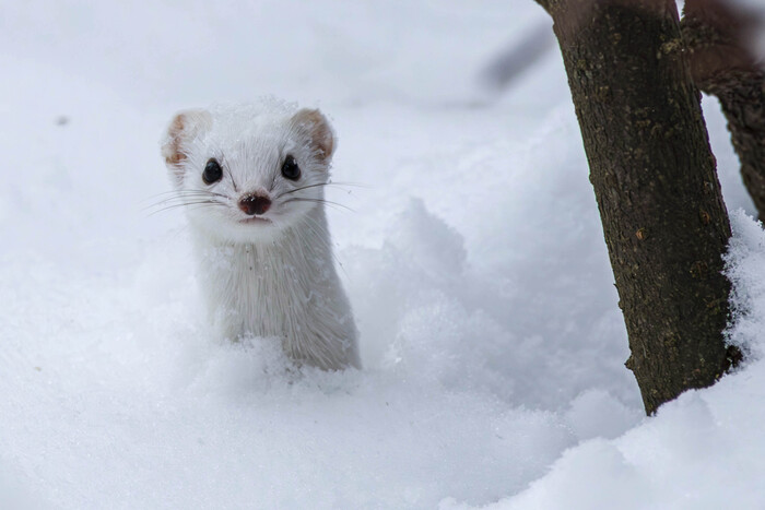 ( жмем на картинку для лучшего качества )