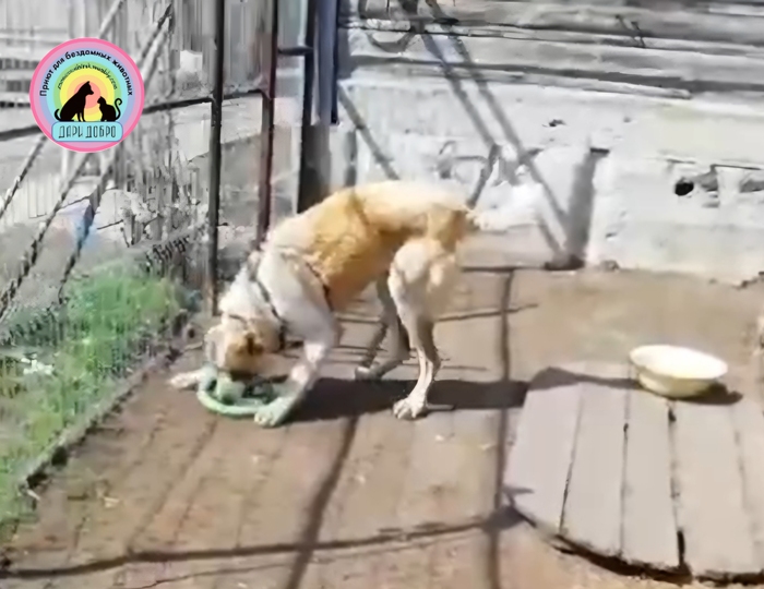 Яша в новом доме.