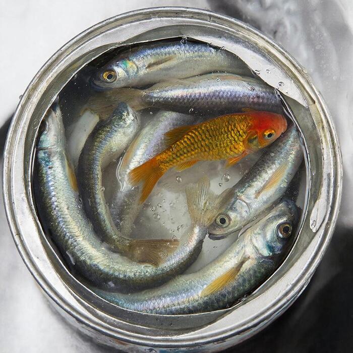 ������ ��� ������� ��������?