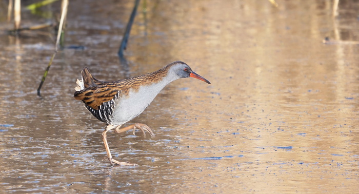 �������� �� �������� � ������.