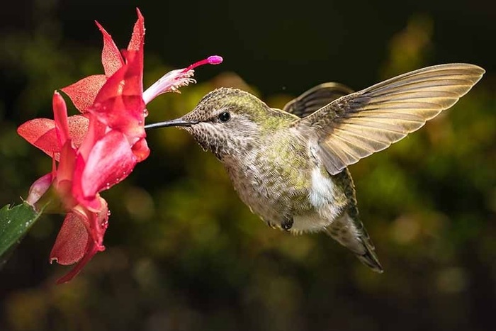 ������� �� ������ �����������. ���� � ����� <!--noindex--><a href="https://pikabu.ru/story/dekabristyi_13566065?u=http%3A%2F%2Fgardenerspath.com&t=gardenerspath.com&h=df8bdac29110f425bf79588c8677ae9a348ff237" title="http://gardenerspath.com" target="_blank" rel="nofollow noopener">gardenerspath.com</a><!--/noindex-->.