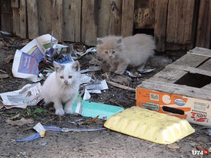 Мусор в месте кормления котят. Такие места могут привлекать собак, провоцировать злобных людей.