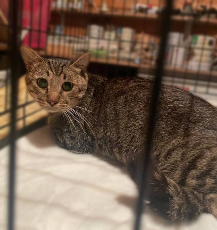 Ласковый котик Атти умоляет не возвращать его на улицу!