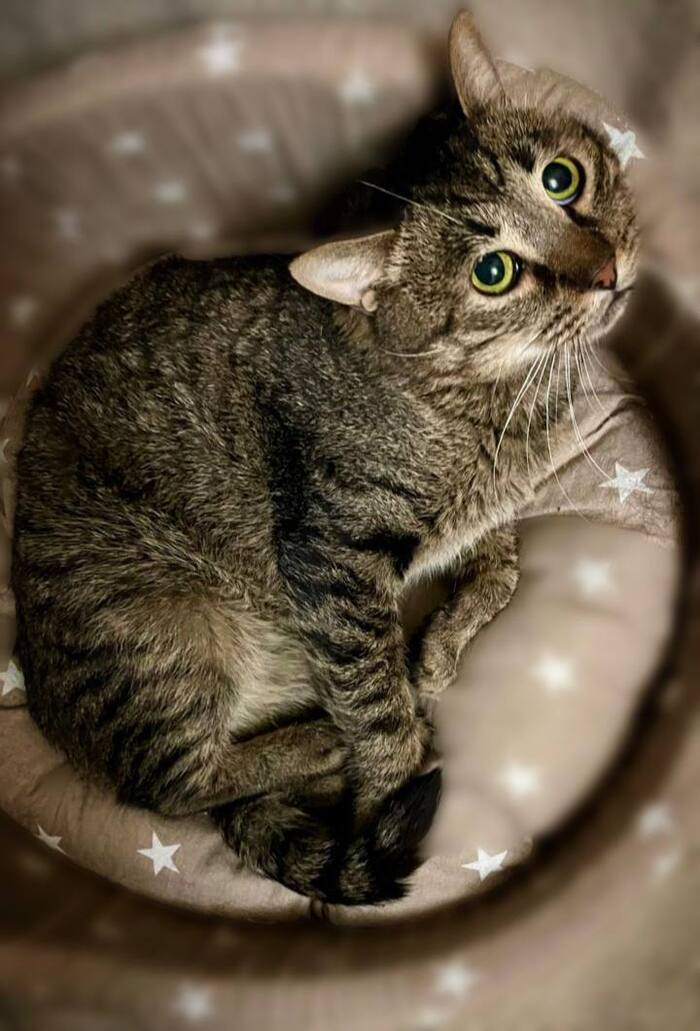 Ласковый котик Атти умоляет не возвращать его на улицу!