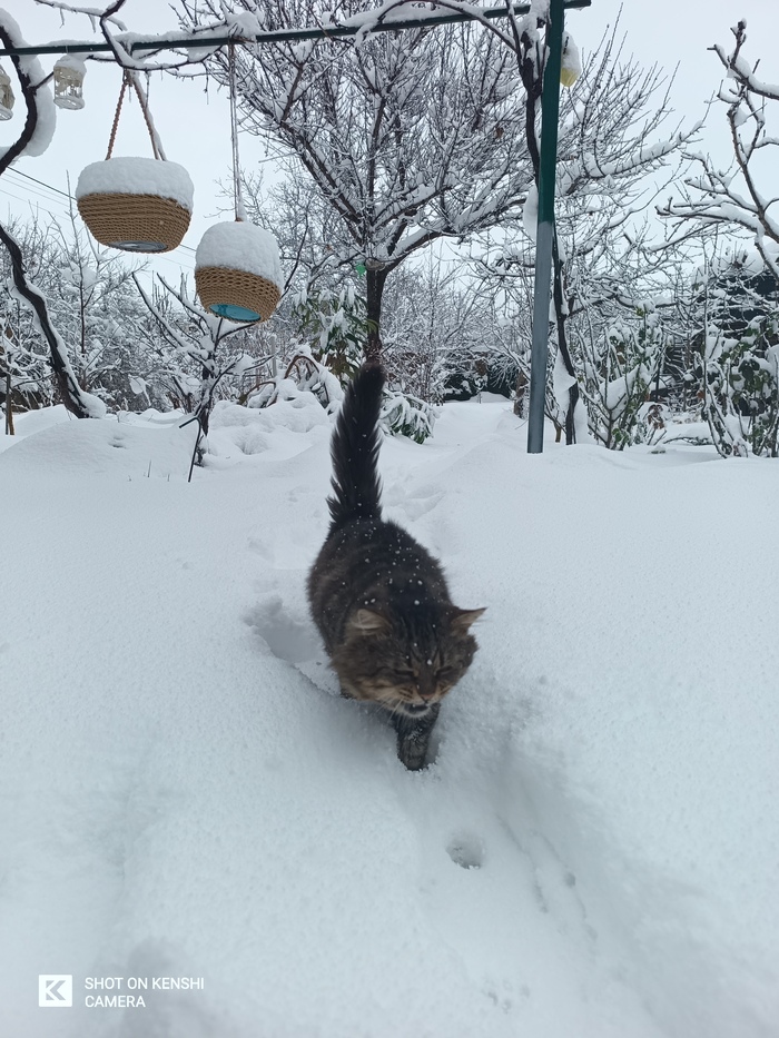 Снег с котом в Крыму