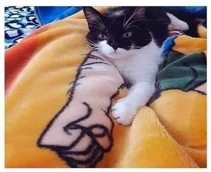 Обидел котика? Будешь иметь дело со мной!