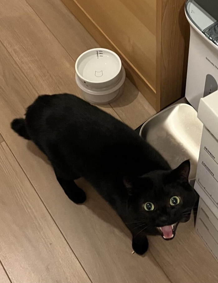 В миске пусто!