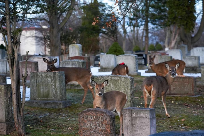 �������, ������. ����� ����������� ����� �������� ����-����. ����������: Anadolu.