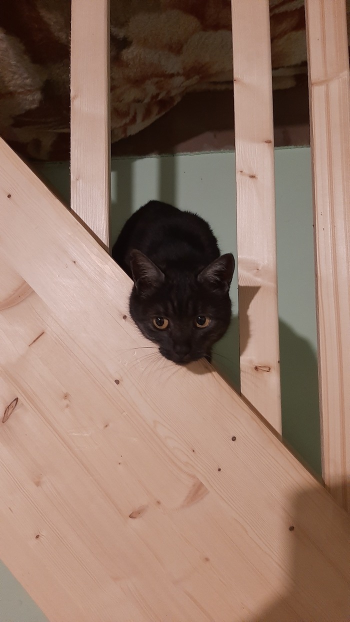 Кошка по имени Виолетта, сокращённо - Вилка.