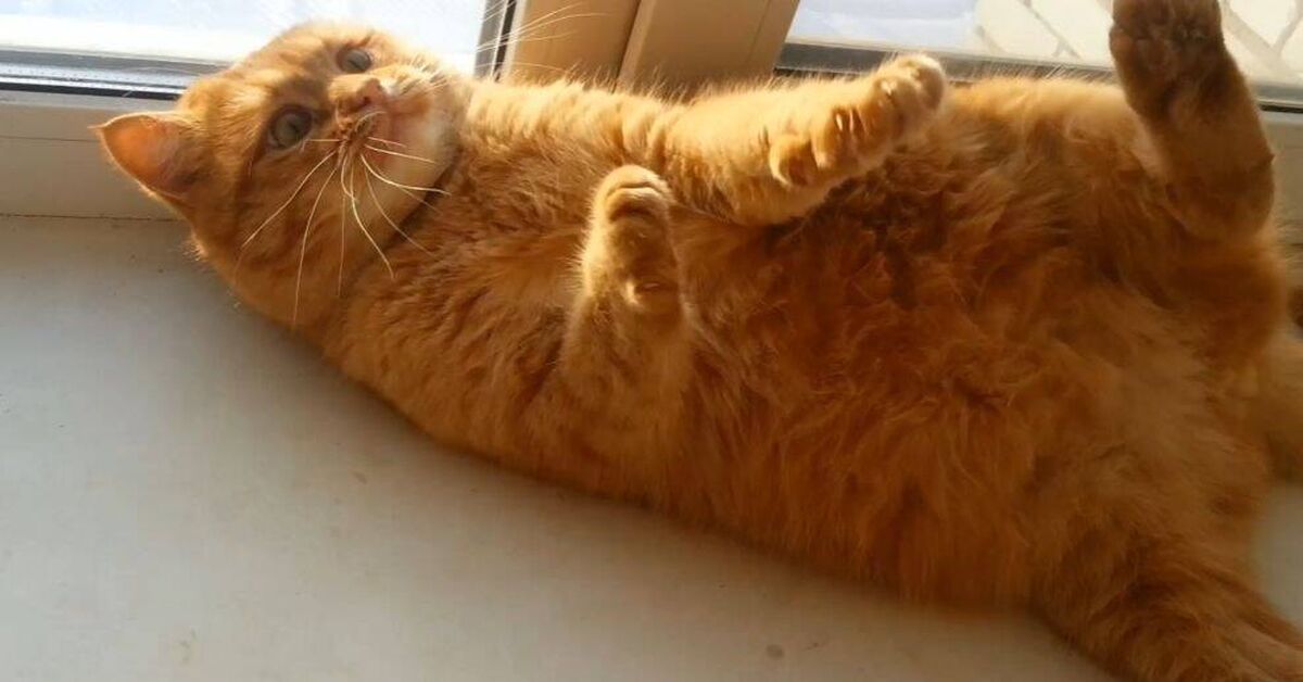 Bite-bite-bite - My, Rutube, Milota, cat, Humor, Redheads, Fat cats, Purring, Paws, Meow, Pets, Video