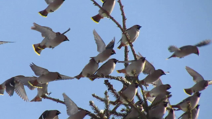 ���������� ���������