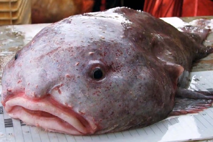 � <!--noindex--><a href="https://pikabu.ru/story/ryibakaplya_morskoy_obitatel_s_litsom_grustnogo_starika_13567742?u=http%3A%2F%2Fpinterest.com&t=pinterest.com&h=2ff2c69448f2e8e1907ad321a6afe8f2b378d982" title="http://pinterest.com" target="_blank" rel="nofollow noopener">pinterest.com</a><!--/noindex-->