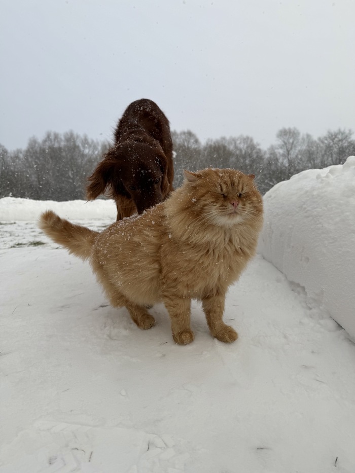 ������ ����������� ����������� ������������