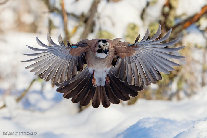 ������ ����