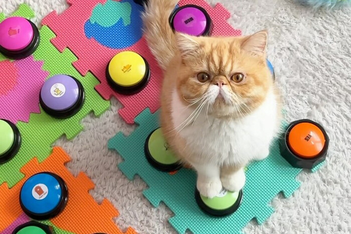 ��� �������