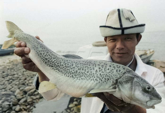 ��������: ������ ��������