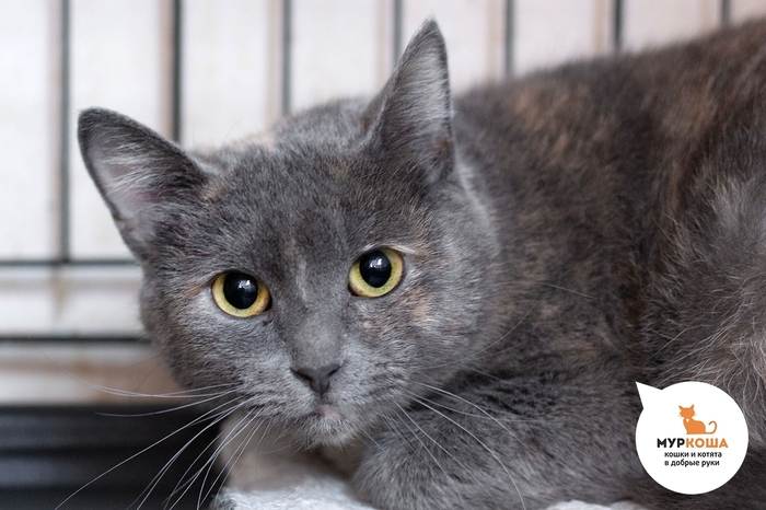 Кошка Лиора, 4 года, найдена на улице.