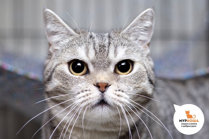 Кошка Калипсо, 3 года, спасена из Курска.