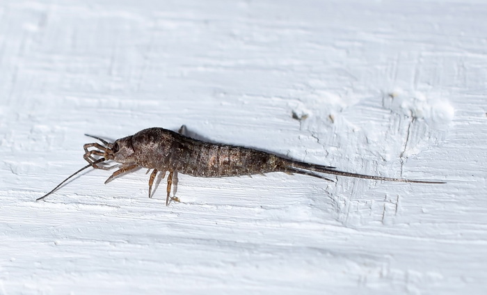 ��������� Machilidae, ���� � �����, ��������� ����� �������� (CC-BY-NC)