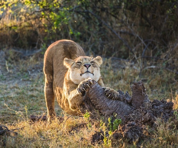 Горизонтальная заточка от африканской львицы.
