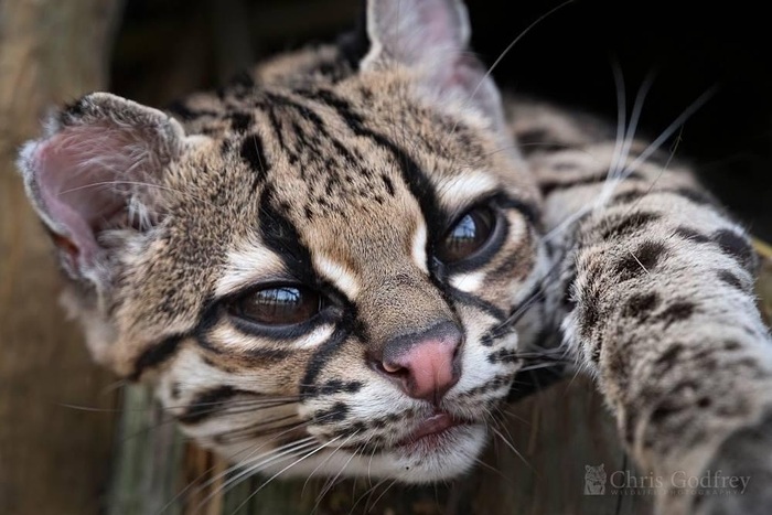 Юный маргай