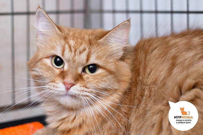 Кошка Малинника, 2 года, найдена на улице.