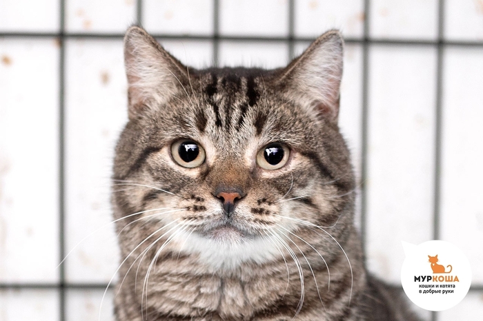 Кот Княжич, 6 лет, найден на даче.