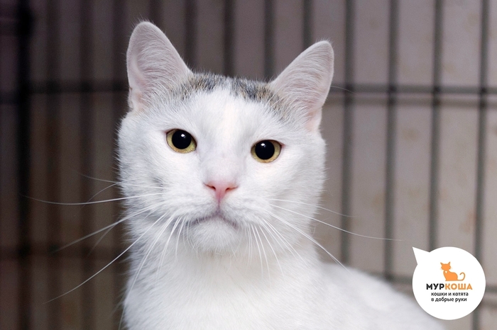 Кот Чабик, 4 года, найден на улице.