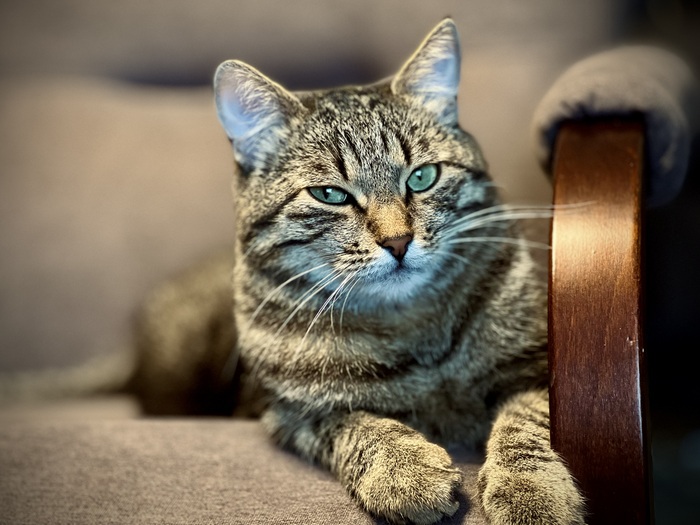 Сам не съел, так я съем…